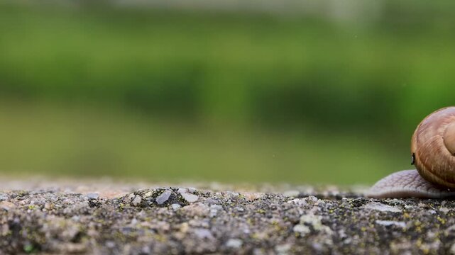 Roman snail crawling across wet stone and exiting frame  while raindrops fall through the softly blurred green background.
