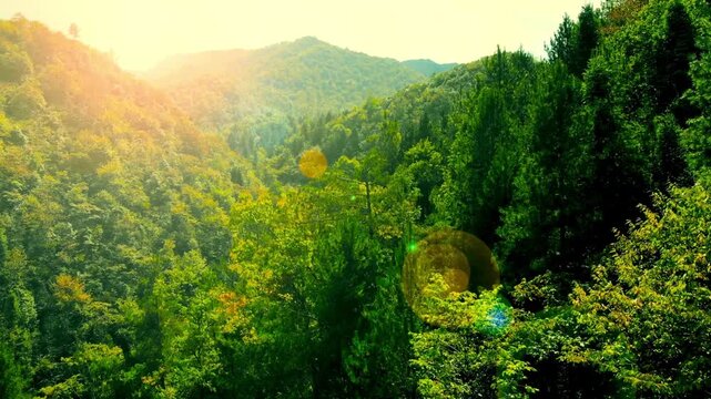 Lush green forest landscape with rolling hills and golden sunlight filtering through the trees creating a peaceful atmosphere