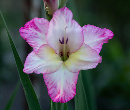 Gladiolus (Gladiolus) pink‑yellow flower macro &ndash; Germany