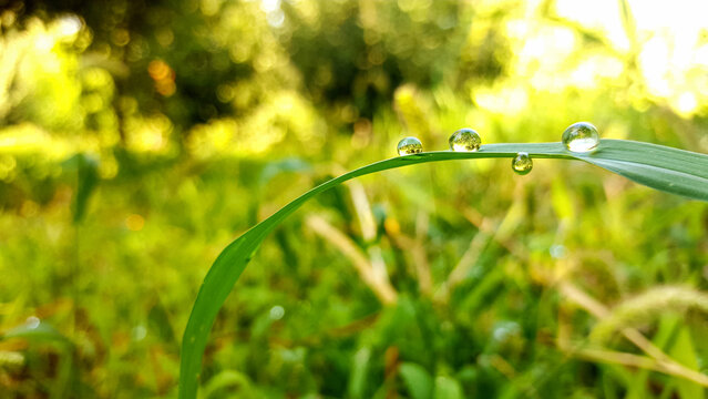 Morning dew drops on green grass blade with bokeh background