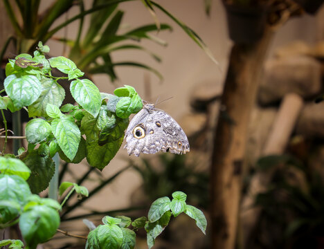 Owl butterfly