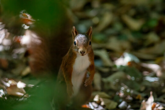 Squirrel in the park