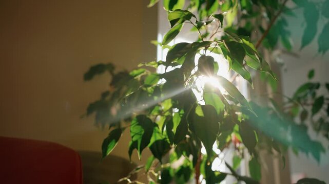 Bright sunlight shining through the green leaves of a ficus benjamina houseplant next to a window, creating vibrant sunbeams and lens flare in a cozy room interior during a sunny day