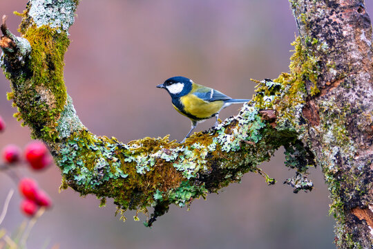 Great tit perched on a branch.