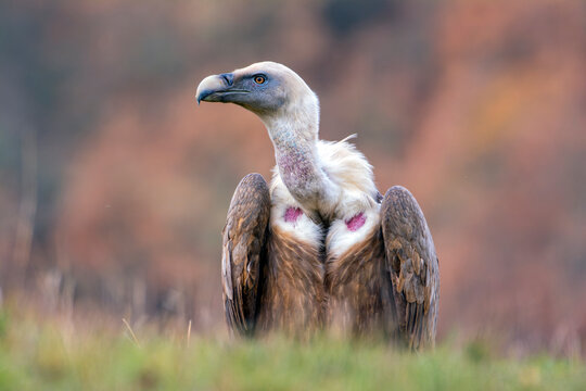 Griffon vulture in the meadow of Leon.