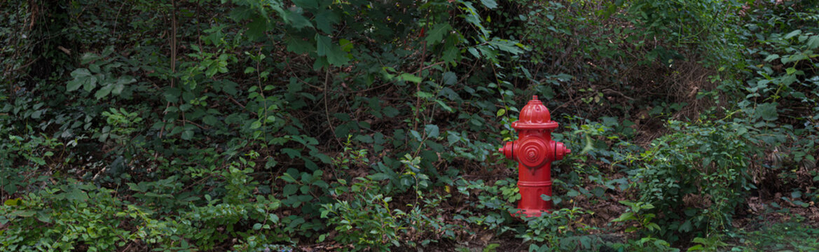 Fire hydrant among plant growth along a street in Charlottesville, Virginia