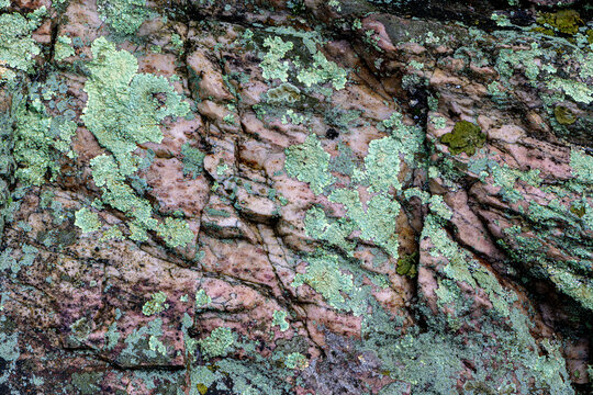 Erwin quartzite boulder with various species of lichen, in Blue Ridge Mountains of central Virginia