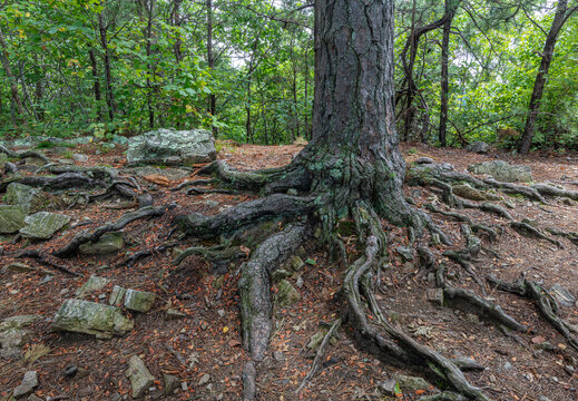 Roots and trunk of pitch pine tree (Pinus rigida) in the Blue Ridge Mountains of Virginia, in Shenandoa National Park.
