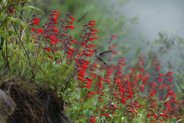 Obraz premium Hummingbird feeding on bright flowers in a natural setting