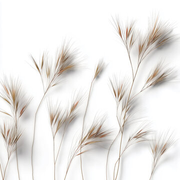 Dry grass plants arranged on a white background in a simple composition for design purposes