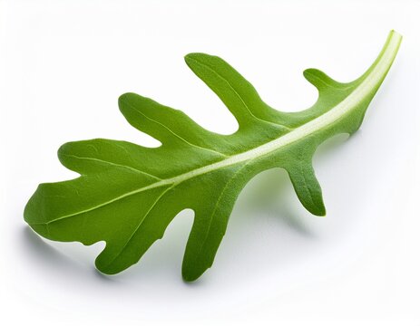 fresh arugula leaf isolated on white background