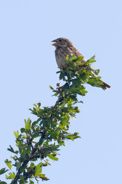 A wild Corn Bunting Emberiza calandra sings with an open beak from the top of a hawthorn shrub. The vertical composition features a bright blue sky providing ample copy space for text.
