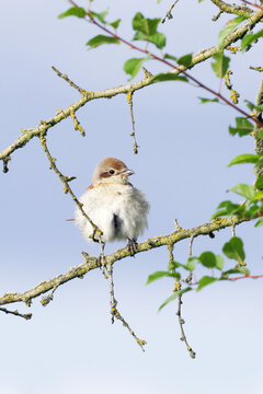 A juvenile Red-backed Shrike Lanius collurio perches on a lichen covered branch against a clear blue sky. The clean vertical composition provides excellent natural copy space for wildlife designs.