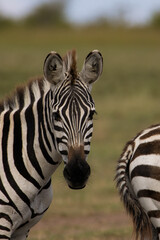 Zebra Portrait © Souranil