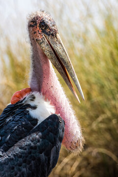 Marabou Stork