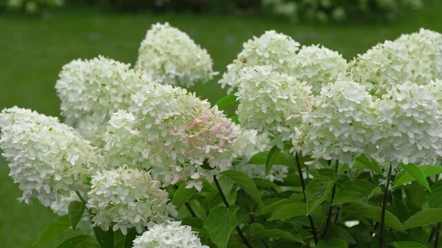 Close up of blooming white panicle hydrangea flowers in summer garden. Beautiful Hydrangea paniculata bush with green leaves on blurred background. Botanical flora, gardening and landscaping concept.