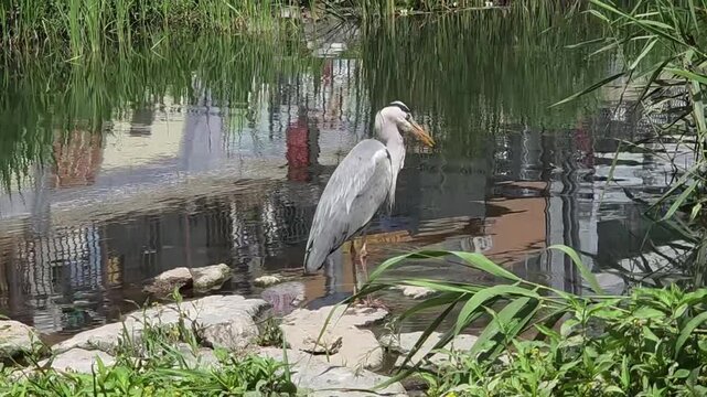 Grey Heron Bill Movements and Looking Up on Riverside Rock