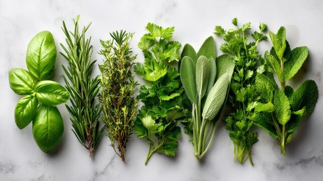 Assortment of fresh green culinary herbs in neat rows on a light colored marble background.