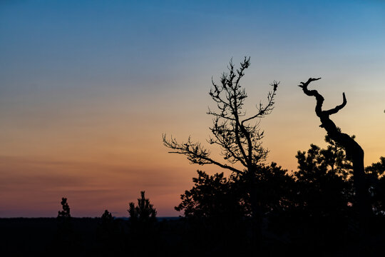 Minimalist silhouette of pine trees against vibrant sunset gradient sky in Finnish Archipelago