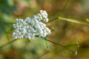 Vibrant wild achillea millefolium flowers under bright summer sunlight. © Oksana