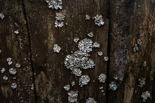 Gray lichen grows on dark textured tree bark close up. Natural macro pattern illustrates forest ecosystem detail and organic decay.