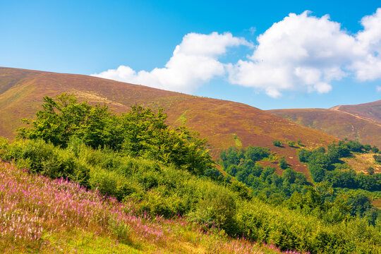 carpathian mountain landscape. travel ukraine in summer. colorful slopes of borzhava mountain ridge in august. wonderful carpathian adventure