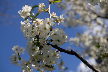 White cherry blossoms bloom on a tree branch against a blue sky. The bright spring sunlight creates a fresh feeling of botanical growth and seasonal renewal. © Tetiana