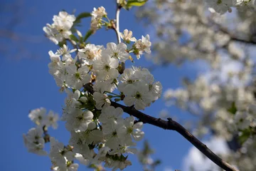 Fotobehang Kersenbloesem White cherry blossoms bloom on a tree branch against a blue sky. The bright spring sunlight creates a fresh feeling of botanical growth and seasonal renewal.  © Tetiana
