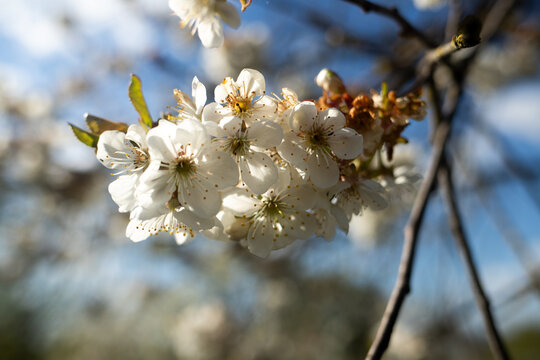 Close up of white cherry tree flowers blooming on branches in spring sunlight. Beautiful flowering fruit tree capturing vitality freshness and seasonal growth concept.