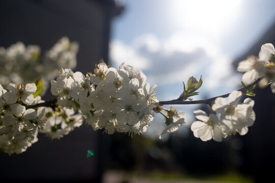 White cherry blossom branch in spring backlit by bright sunlight against blue sky. Image represents spring renewal floral growth and fresh natural beauty.