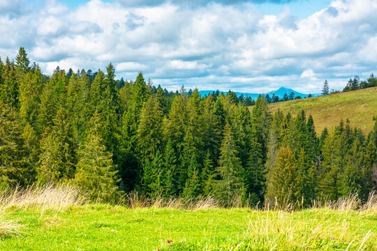 nature scenery with coniferous forest in mountain. carpathian landscape with spruce woodland on the hill. ukraine nature background in early autumn