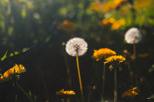 White dandelion seed head stands among yellow flowers in a sunlit green meadow. Warm natural lighting conveys freedom spring growth and peaceful summer atmosphere.