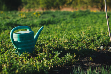 A turquoise plastic watering can stands on green grass in a sunny garden. This image represents horticulture summer backyard work and plant cultivation care. © Tetiana
