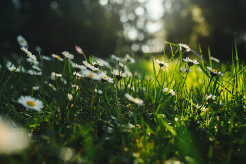 Obraz premium White daisy flowers grow among green grass in a sunny garden meadow. This scene represents spring season beauty natural freshness and outdoor freedom.