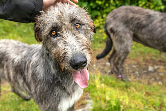 Close-Up of Irish Wolfhound with Amber Eyes and Tongue Out, Burren National Park, County Clare, Ireland