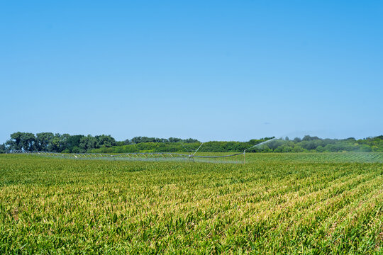 Agricultural irrigation system watering a green corn field on a sunny summer day