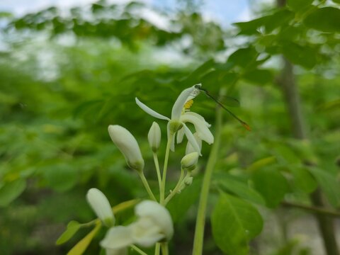 Moringa Flowers (Moringa oleifera) &ndash; Fragrant White Blossoms