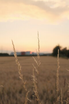 Wild grass seed heads against a golden wheat field at sunset