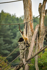 A spider monkey climbing on wooden structures and ropes, showing its agility and long tail. The moment captures natural animal behavior in an outdoor environment.   © doda