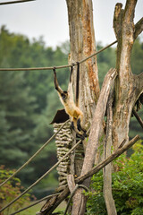 A spider monkey climbing on wooden structures and ropes, showing its agility and long tail. The moment captures natural animal behavior in an outdoor environment.   © doda