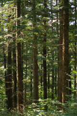 Fototapeta premium The tranquil morning sunlight in a fir forest