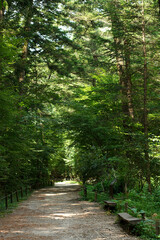 Fototapeta premium The Curved Walking Path at Gwangneung Arboretum in Midsummer