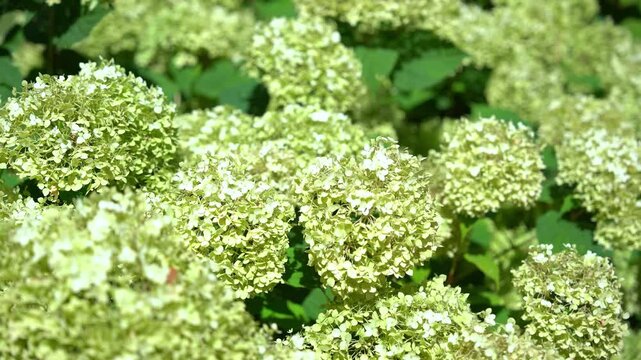 Beautiful blooming green hydrangea flowers in a sunny garden