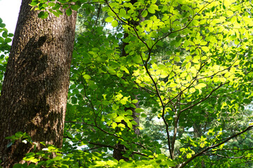 Fototapeta premium The tranquil morning sunlight in a fir forest