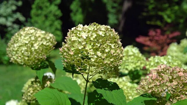 Beautiful blooming hydrangea flowers in a sunny garden