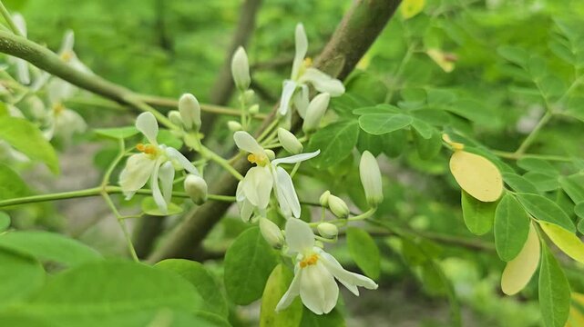 Moringa Flowers (Moringa oleifera) &ndash; Fragrant White Blossoms