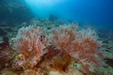 Wonderful coral reef of Andaman Islands, India © Sandipan