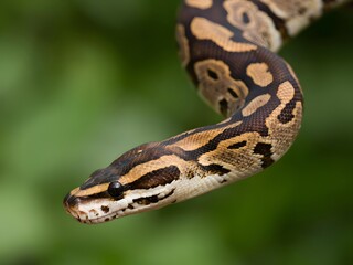 Fototapeta premium Close-up of venomous viper snake coiled on green foliage in natural habitat