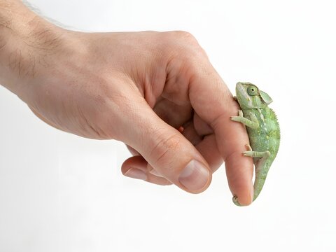 Close-up of human hand holding a small green frog with textured skin and natural light
