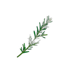 Fototapeta premium Rosemary plant branch icon in green for wedding rustic decor, isolated vector, clean edges, no shadows, transparent background